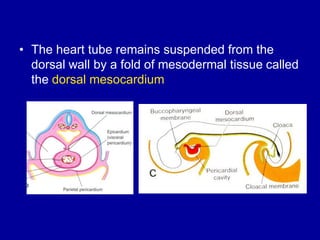 Mesodermal Heart Comprehensive Overview of Cardiovascular System Development and Heart ...