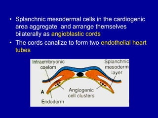 Mesodermal Heart Comprehensive Overview of Cardiovascular System Development and Heart ...