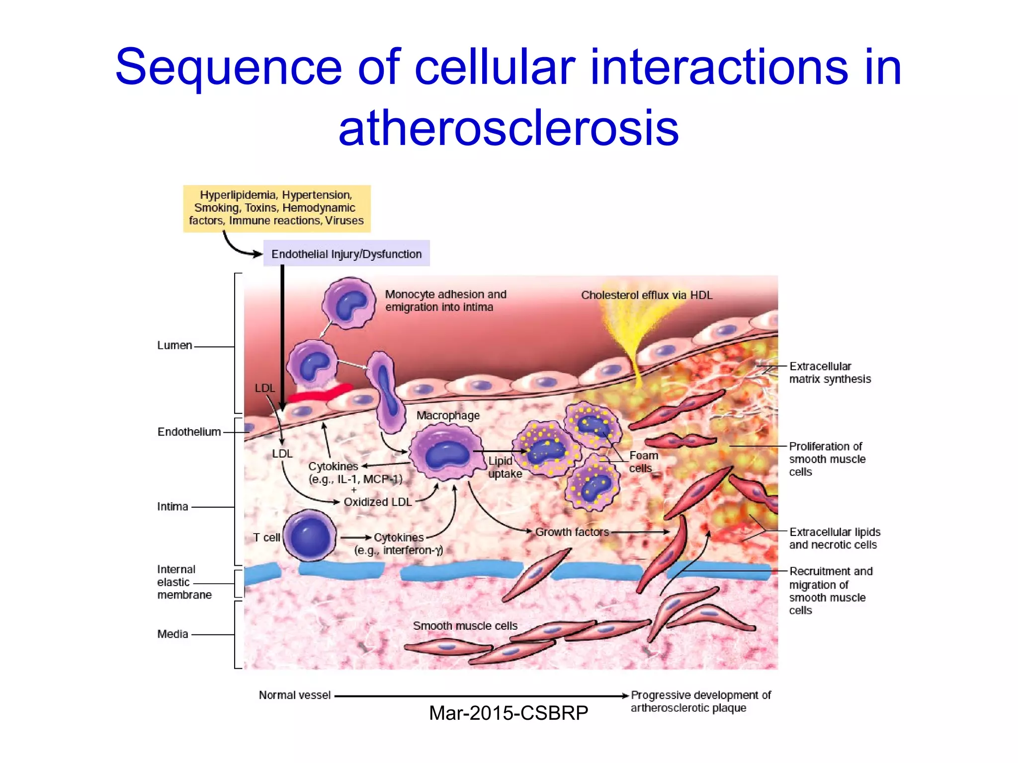 Sequence of cellular interactions in
atherosclerosis
Mar-2015-CSBRP
 