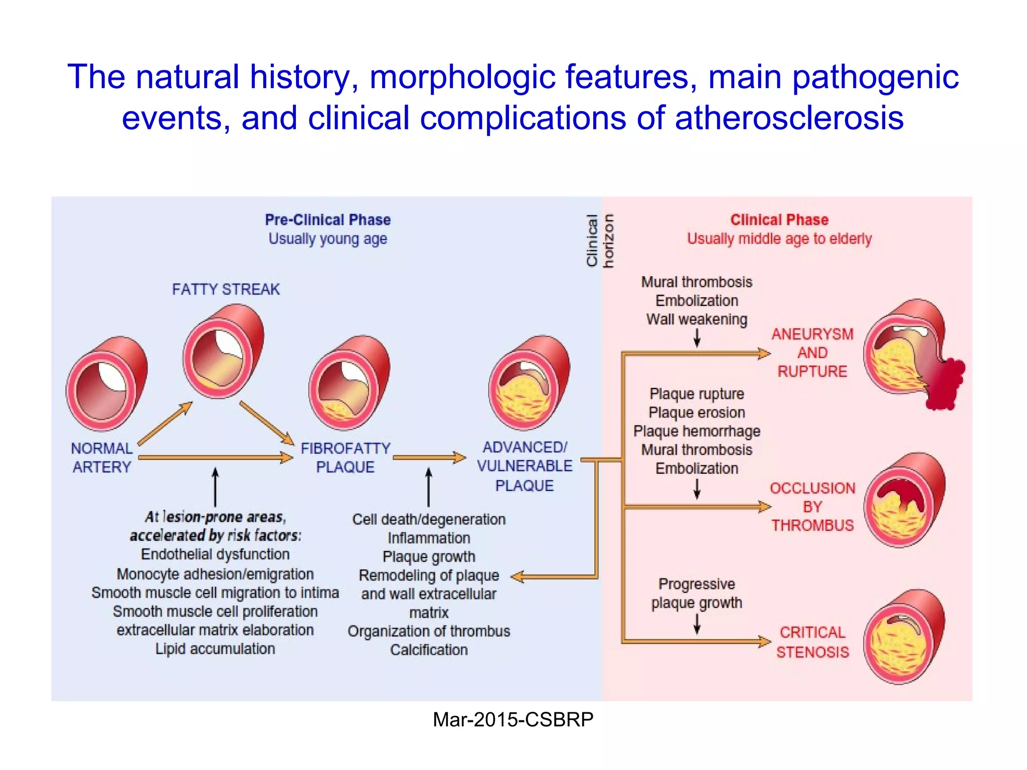 The natural history, morphologic features, main pathogenic
events, and clinical complications of atherosclerosis
Mar-2015-CSBRP
 