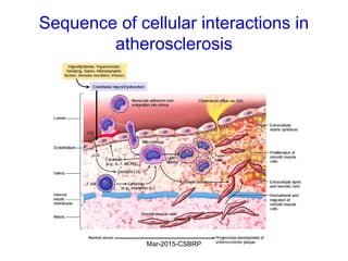 Sequence of cellular interactions in
atherosclerosis
Mar-2015-CSBRP
 