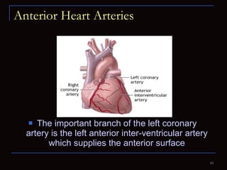Anterior Heart Arteries The important branch of the left coronary artery is the left anterior inter-ventricular artery which supplies the anterior surface 
