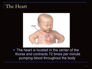 The Heart The heart is located in the center of the thorax and contracts 72 times per minute pumping blood throughout the body  