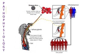 P
A
T
H
O
P
H
Y
S
I
O
L
O
G
Y
 