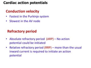 Conduction velocity
• Fastest in the Purkinje system
• Slowest in the AV node
• Absolute refractory period (ARP) – No action
potential could be initiated
• Relative refractory period (RRP) – more than the usual
inward current is required to initiate an action
potential
Cardiac action potentials
Refractory period
 