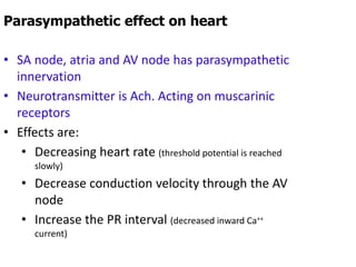 Parasympathetic effect on heart
• SA node, atria and AV node has parasympathetic
innervation
• Neurotransmitter is Ach. Acting on muscarinic
receptors
• Effects are:
• Decreasing heart rate (threshold potential is reached
slowly)
• Decrease conduction velocity through the AV
node
• Increase the PR interval (decreased inward Ca++
current)
 