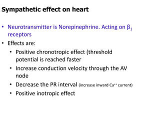 Sympathetic effect on heart
• Neurotransmitter is Norepinephrine. Acting on β1
receptors
• Effects are:
• Positive chronotropic effect (threshold
potential is reached faster
• Increase conduction velocity through the AV
node
• Decrease the PR interval (increase inward Ca++ current)
• Positive inotropic effect
 