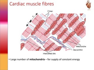 Cardiac muscle fibres
• Large number of mitochondria – for supply of constant energy
 