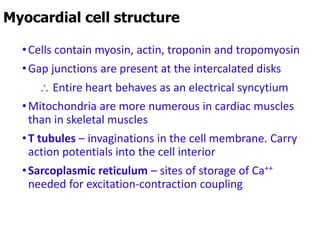 •Cells contain myosin, actin, troponin and tropomyosin
•Gap junctions are present at the intercalated disks
 Entire heart behaves as an electrical syncytium
•Mitochondria are more numerous in cardiac muscles
than in skeletal muscles
•T tubules – invaginations in the cell membrane. Carry
action potentials into the cell interior
•Sarcoplasmic reticulum – sites of storage of Ca++
needed for excitation-contraction coupling
Myocardial cell structure
 