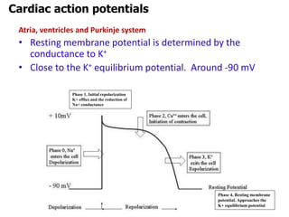 Atria, ventricles and Purkinje system
• Resting membrane potential is determined by the
conductance to K+
• Close to the K+ equilibrium potential. Around -90 mV
Cardiac action potentials
Phase 1, Initial repolarization
K+ efflux and the reduction of
Na+ conductance
Phase 4, Resting membrane
potential. Approaches the
K+ equilibrium potential
 