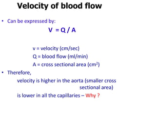 Velocity of blood flow
• Can be expressed by:
V = Q / A
v = velocity (cm/sec)
Q = blood flow (ml/min)
A = cross sectional area (cm2)
• Therefore,
velocity is higher in the aorta (smaller cross
sectional area)
is lower in all the capillaries – Why ?
 