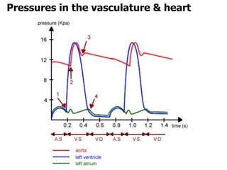 Pressures in the vasculature & heart
 