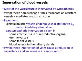 •Most of the vasculature is innervated by sympathetics
•Sympathetic noradrenergic fibres terminate on resistant
vessels – mediates vasoconstriction
•Exceptions:
- Skeletal muscle vessels undergo vasodilatation via β2
due to circulating adrenaline
- parasympathetic innervation is seen in
some erectile tissue of reproductive organs,
uterine vessels
some facial vessels
blood vessels in the salivary glands
•Sympathetic innervation of veins cause a reduction in
capacitance and an increase in venous return
Innervation of blood vessels
 