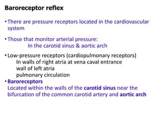 •There are pressure receptors located in the cardiovascular
system
•Those that monitor arterial pressure:
In the carotid sinus & aortic arch
•Low-pressure receptors (cardiopulmonary receptors)
In walls of right atria at vena caval entrance
wall of left atria
pulmonary circulation
•Baroreceptors
Located within the walls of the carotid sinus near the
bifurcation of the common carotid artery and aortic arch
Baroreceptor reflex
 