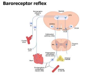 Baroreceptor reflex
 