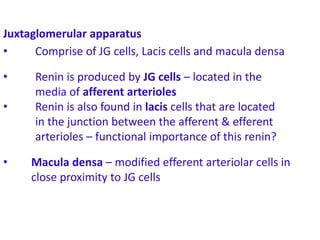 C =Juxtaglomerular apparatus
• Comprise of JG cells, Lacis cells and macula densa
• Renin is produced by JG cells – located in the
media of afferent arterioles
• Renin is also found in lacis cells that are located
in the junction between the afferent & efferent
arterioles – functional importance of this renin?
• Macula densa – modified efferent arteriolar cells in
close proximity to JG cells
 