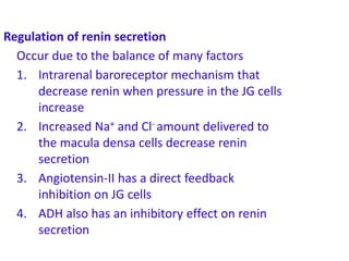 C =Regulation of renin secretion
Occur due to the balance of many factors
1. Intrarenal baroreceptor mechanism that
decrease renin when pressure in the JG cells
increase
2. Increased Na+ and Cl- amount delivered to
the macula densa cells decrease renin
secretion
3. Angiotensin-II has a direct feedback
inhibition on JG cells
4. ADH also has an inhibitory effect on renin
secretion
 