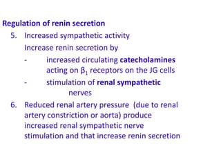 C =Regulation of renin secretion
5. Increased sympathetic activity
Increase renin secretion by
- increased circulating catecholamines
acting on β1 receptors on the JG cells
- stimulation of renal sympathetic
nerves
6. Reduced renal artery pressure (due to renal
artery constriction or aorta) produce
increased renal sympathetic nerve
stimulation and that increase renin secretion
 