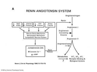 Navar L G et al. Physiology 1998;13:170-176
©1998 by American Physiological Society
 
