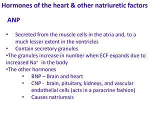 Hormones of the heart & other natriuretic factors
• Secreted from the muscle cells in the atria and, to a
much lesser extent in the ventricles
• Contain secretory granules
•The granules increase in number when ECF expands due to
increased Na+ in the body
•The other hormones
• BNP – Brain and heart
• CNP - brain, pituitary, kidneys, and vascular
endothelial cells (acts in a paracrine fashion)
• Causes natriuresis
ANP
 