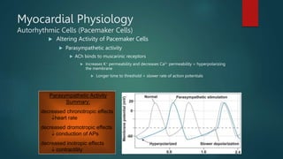 Cardiovascular physiology | PPTX