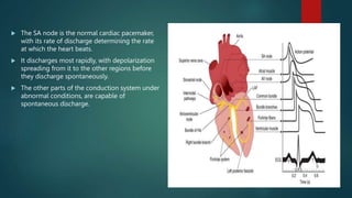 Normal Sa Function Cardiovascular physiology | PPTX