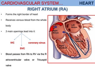 Ra Line Cardiovascular anatomy, nerves and other structures | PDF