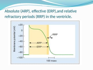 Cardiovascular System Physiology for Medical Students 2.pptx