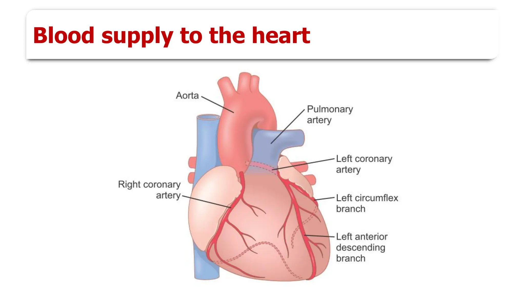 Blood supply to the heart
 