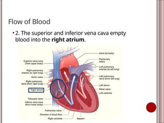 Flow of Blood
• 2. The superior and inferior vena cava empty
blood into the right atrium.
 