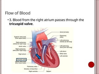 Flow of Blood
• 3. Blood from the right atrium passes through the
tricuspid valve.
 
