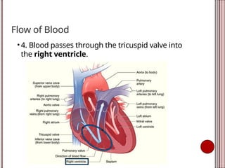 Flow of Blood
• 4. Blood passes through the tricuspid valve into
the right ventricle.
 