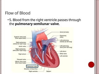 Flow of Blood
• 5. Blood from the right ventricle passes through
the pulmonary semilunar valve.
 