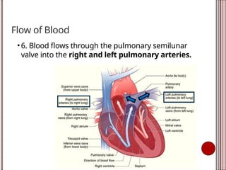 Flow of Blood
• 6. Blood flows through the pulmonary semilunar
valve into the right and left pulmonary arteries.
 