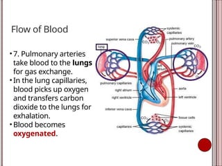 Flow of Blood
• 7. Pulmonary arteries
take blood to the lungs
for gas exchange.
• In the lung capillaries,
blood picks up oxygen
and transfers carbon
dioxide to the lungs for
exhalation.
• Blood becomes
oxygenated.
 