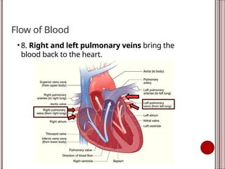 Flow of Blood
• 8. Right and left pulmonary veins bring the
blood back to the heart.
 