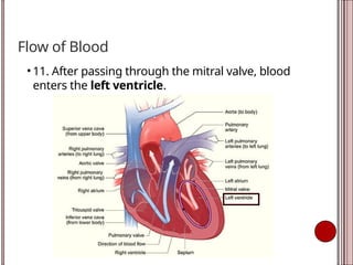 Flow of Blood
• 11. After passing through the mitral valve, blood
enters the left ventricle.
 