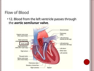 Flow of Blood
• 12. Blood from the left ventricle passes through
the aortic semilunar valve.
 