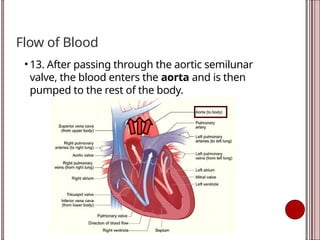Flow of Blood
• 13. After passing through the aortic semilunar
valve, the blood enters the aorta and is then
pumped to the rest of the body.
 