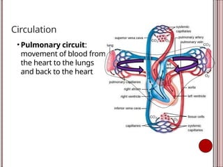 Circulation
• Pulmonary circuit:
movement of blood from
the heart to the lungs
and back to the heart
 