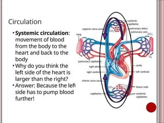 Circulation
• Systemic circulation:
movement of blood
from the body to the
heart and back to the
body
• Why do you think the
left side of the heart is
larger than the right?
• Answer: Because the left
side has to pump blood
further!
 