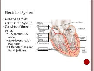 Electrical System
• AKA the Cardiac
Conduction System
• Consists of three
parts:
⚬1. Sinoatrial (SA)
node
⚬2. Atrioventricular
(AV) node
⚬3. Bundle of His and
Purkinje fibers
 