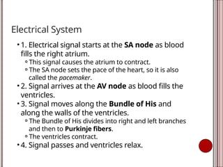 Electrical System
• 1. Electrical signal starts at the SA node as blood
fills the right atrium.
⚬This signal causes the atrium to contract.
⚬The SA node sets the pace of the heart, so it is also
called the pacemaker.
• 2. Signal arrives at the AV node as blood fills the
ventricles.
• 3. Signal moves along the Bundle of His and
along the walls of the ventricles.
⚬The Bundle of His divides into right and left branches
and then to Purkinje fibers.
⚬The ventricles contract.
• 4. Signal passes and ventricles relax.
 