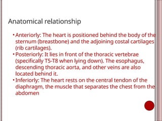 Anatomical relationship
• Anteriorly: The heart is positioned behind the body of the
sternum (breastbone) and the adjoining costal cartilages
(rib cartilages).
• Posteriorly: It lies in front of the thoracic vertebrae
(specifically T5-T8 when lying down). The esophagus,
descending thoracic aorta, and other veins are also
located behind it.
• Inferiorly: The heart rests on the central tendon of the
diaphragm, the muscle that separates the chest from the
abdomen
 