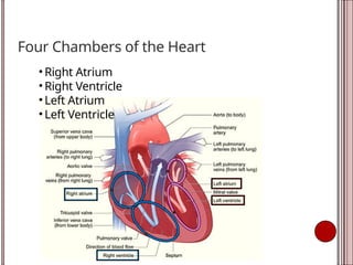 Four Chambers of the Heart
• Right Atrium
• Right Ventricle
• Left Atrium
• Left Ventricle
 