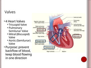 Valves
• 4 Heart Valves
⚬Tricuspid Valve
⚬Pulmonary
Semilunar Valve
⚬Mitral (Biscuspid)
Valve
⚬Aortic (Semilunar)
Valve
• Purpose: prevent
backflow of blood,
keep blood flowing
in one direction
 