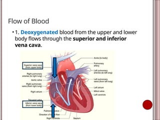 Flow of Blood
• 1. Deoxygenated blood from the upper and lower
body flows through the superior and inferior
vena cava.
 