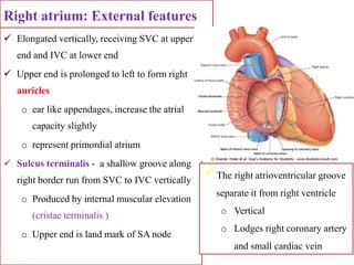 CVSsssssssssssssssssssssssssssssssssssss anatomy.pdf