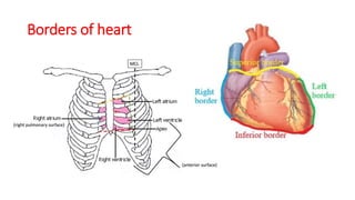 CVS ANATOMY- The Heart.pptx