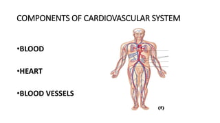 Cardiovascular Components CVS ANATOMY- The Heart.pptx